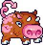 Boar